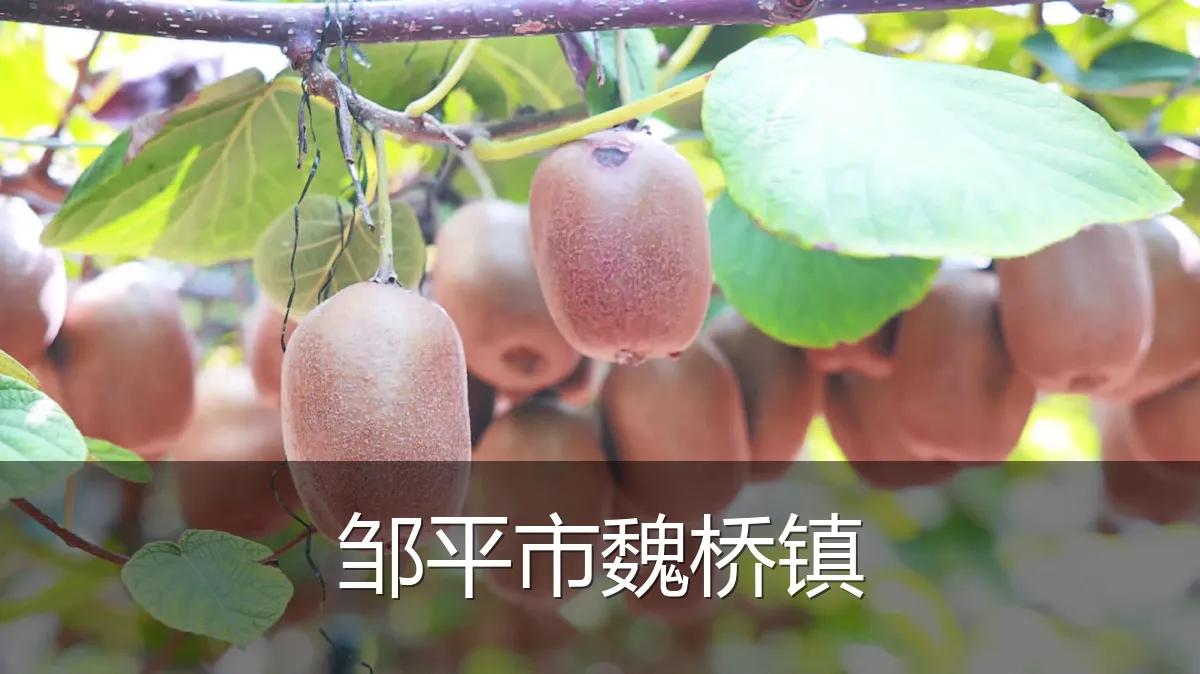 邹平市魏桥镇